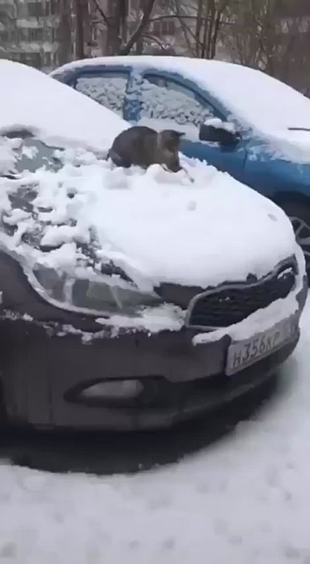 ��������� ������� ����������� � ���� ����