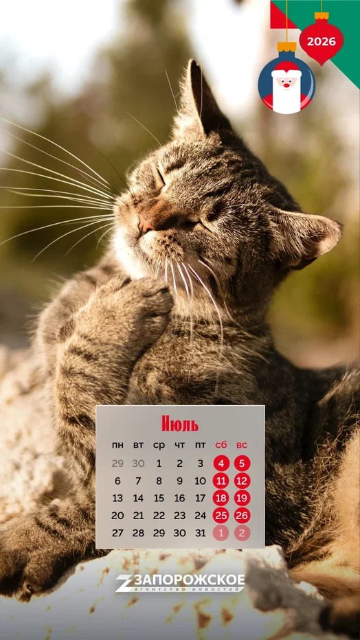 С Новым годом! Только не с обычным, а с кошачьим!