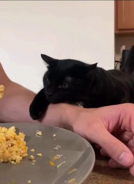 ���� ��������. � �� ��� ������ �����? �������������� �� ����������� ������� � MAX, Telegram � ��������� � �������� � ��������