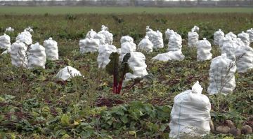 Веселовский район в 2025 году столкнулся с падением урожайности