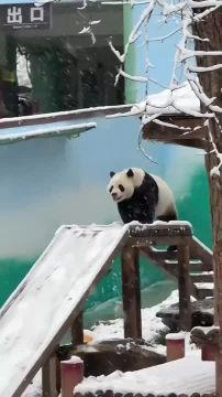 Влетаем в субботний день. Радуемся новому праздничному выходному вместе с пандой из китайского зоопарка