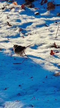 Доброе утро!. Сегодня — Рождество Христово! Этот день символизирует рождение света, добра и милосердия