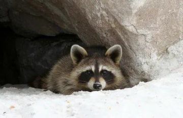 ������ ����, ������� ����������! ������ ����, ���������!