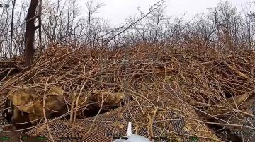 Запорожское направление. Операторы ударных дронов 11одшбр уничтожили замаскированное артиллерийское орудие противника