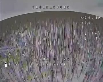 Вероятность нападения оленя на FPV-дрон крайне мала, но никогда не равна нулю