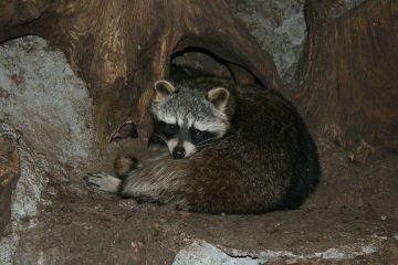 Доброй ночи, дорогие подписчики! Доброй ночи, Запорожье!