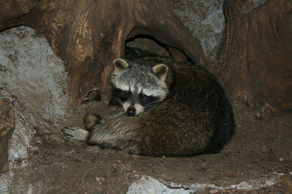 ������ ����, ������� ����������! ������ ����, ���������!