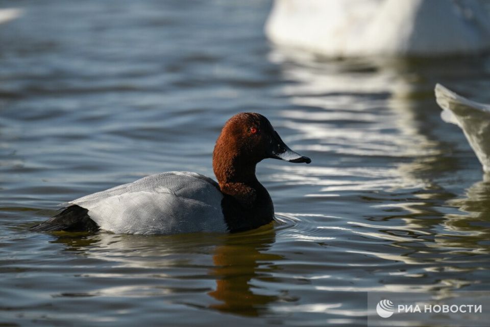 Погода на новых территориях России