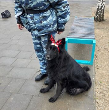 Служебные собаки и боевые искусства: кинологи ГУ МВД России по Запорожской области провели мастер-класс для юных каратистов