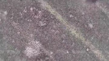 Дроноводы 14 бригады спецназа чистят небо Запорожской области от гексакоптеров противника