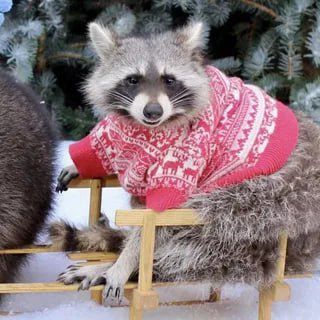 ������ ����, ������! �������� ��� ��� � ��������� ����������!