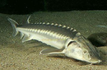 К 2040 году вылов осетровых в Азовском море может вырасти до 1500 тонн