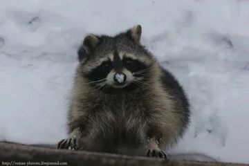 ������ ����, ������� ����������! ������ ����, ���������!