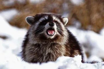 ������ ����, ������! �������� ��� ��� � ��������� ����������!