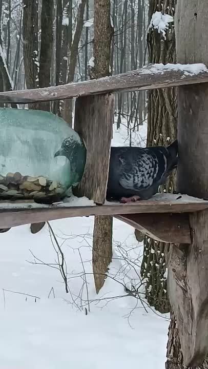 Начинаем утро вместе с хитрым голубем