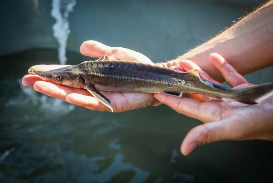 До 1500 тонн планируют увеличить вылов осетровых в Азовском море
