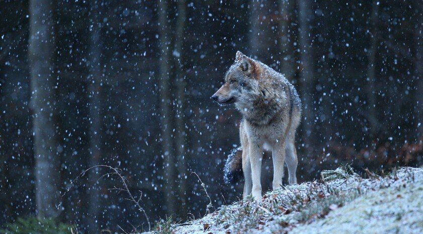 В Минприроды Запорожской области рассказали, как вести себя при встрече с волком