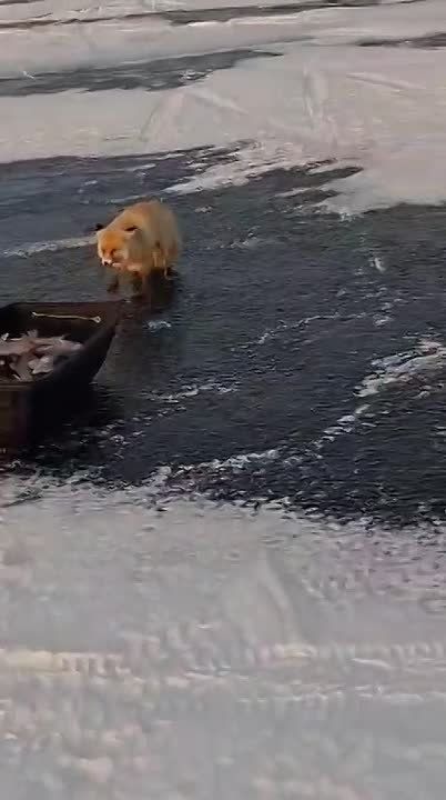 Быстренько завтракаем вместе с хитрой лисицей