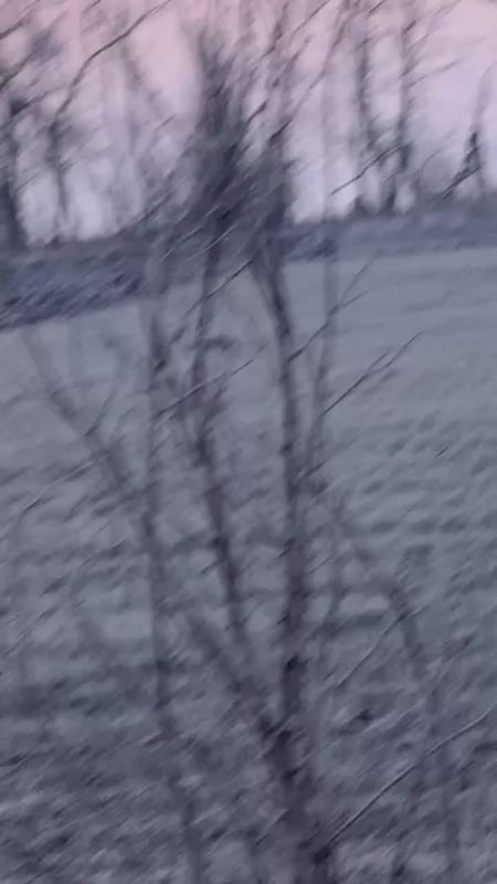 Встреча с волком зимой: что делать, если вы столкнулись нос к носу