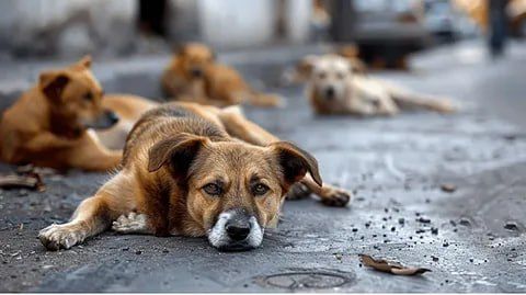 В Запорожской области начал работу чат-бот для сбора информации о местах скопления животных без владельцев