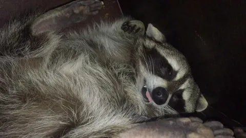 ������ ����, ������� ����������! ������ ����, ���������!