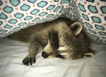 ������ ����, ������� ����������! ������ ����, ���������!