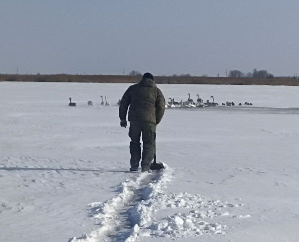 Неравнодушные жители спасают лебедей на замерзшем водоеме в с.Луговка