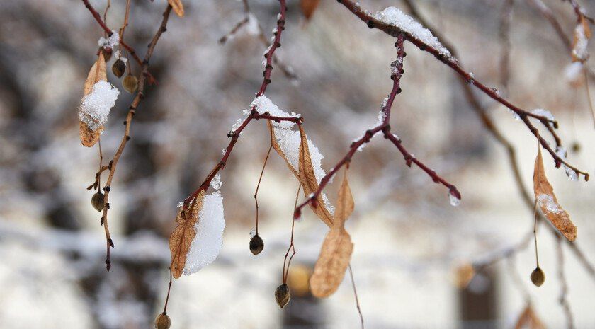 � ����������� ������� ������� ������ �������� ��� ���������