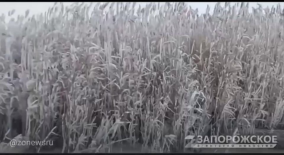 Настоящая зима в Запорожской области, превратила реку Малый Утлюк в ледовую гладь