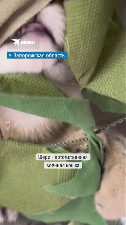 В два месяца обезвредила первую мышь: Бойцы забрали с собой питомицу, сменив локацию