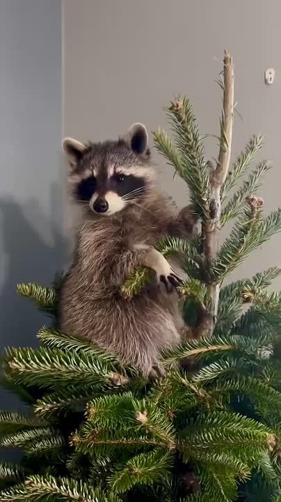 Продлеваем новогоднее настроение вместе с енотиком