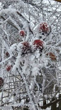 � ������ ������ �����, ���������� ���� ����, ���������� ��� ������ ����������� �����