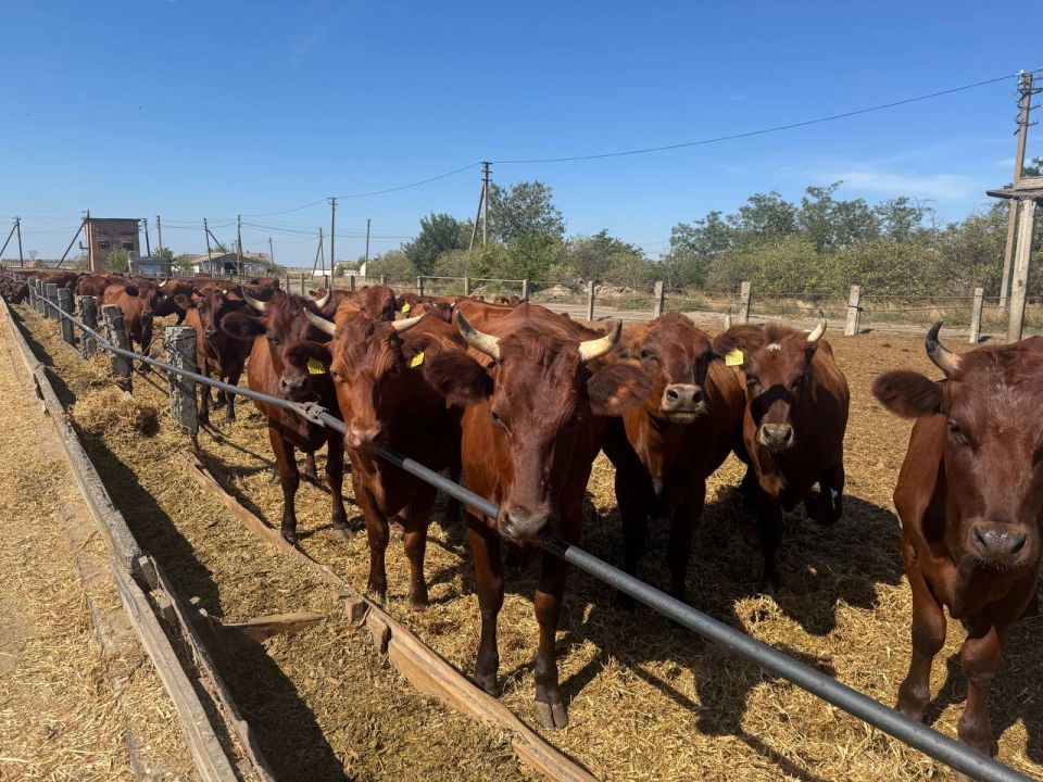 � 2025 ���� � ����������� ������� � ������� �������� ���������������� ����� 65% �������� �������� ����� � ������