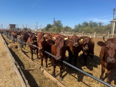 � 2025 ���� � ����������� ������� � ������� �������� ���������������� ����� 65% �������� �������� ����� � ������