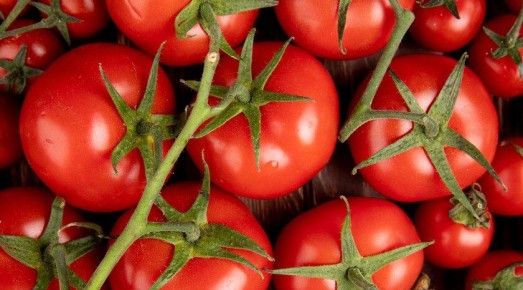 Томаты и огурцы без ГМО. Какую рассаду на окне можно вырастить зимой