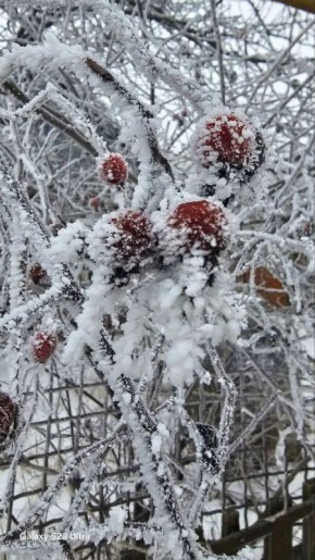 С высоты березы белой, Прославляя неба синь, Прозвенела мне синица Приближение весны