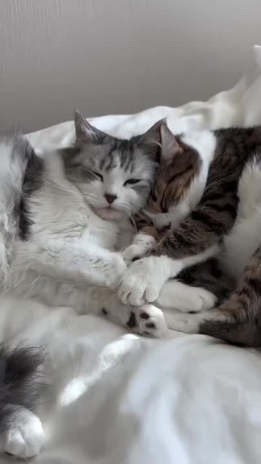 ����� �������. ��� � ����������� ������� ������