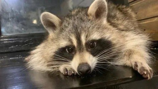 ������ ����, ������� ����������! ������ ����, ���������!