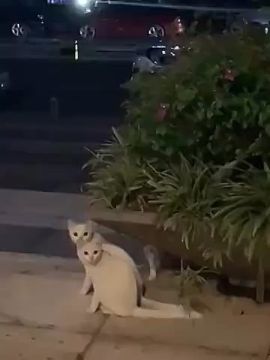 ���� �������� ���������. ����� ����� ����������� ����� ����