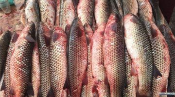 Вылов пиленгаса в Азовском море вырос на 26%