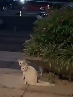 ���� �������� ���������. ����� ����� ����������� ����� ����