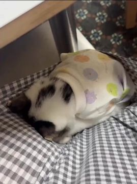 ����� ��������� �����������