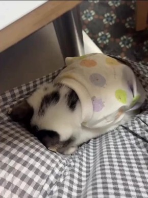 ����� ��������� �����������