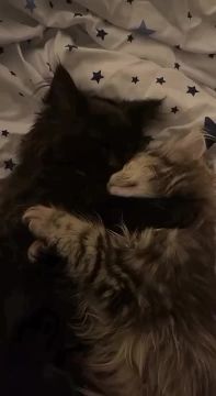 ��� � ��������� ��������. ���������� ������������ � ���������� ����� �������