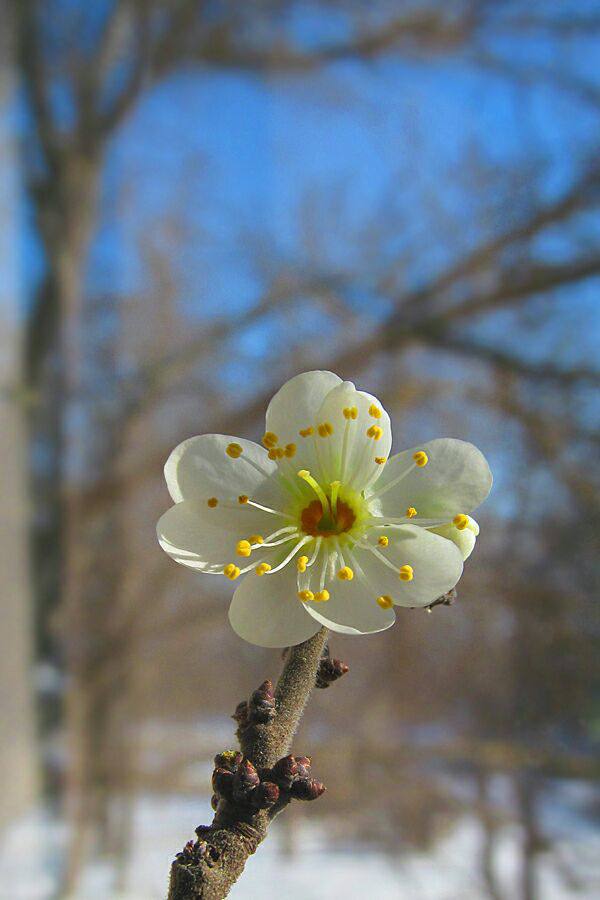Друзья!. В завершение дня дарим вам кусочек весны! Эта веточка алычи расцвела в баночке с водой на подоконнике у одного из наших подписчиков! Пусть она подарит каждому из вас ощущение теплого весеннего ветерка и аромата...