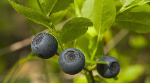 ����� ���������. ������ ����������, ��� ������� ������ �� �������� ������