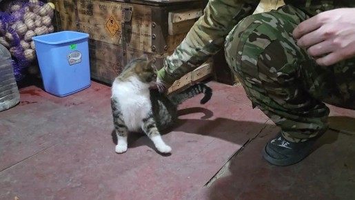 �������� "���" - ��������� �������� ��������� ������ �� ����������� �����������