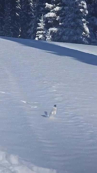 ����� ������ �����. � ������� ����������� ������������ � ������
