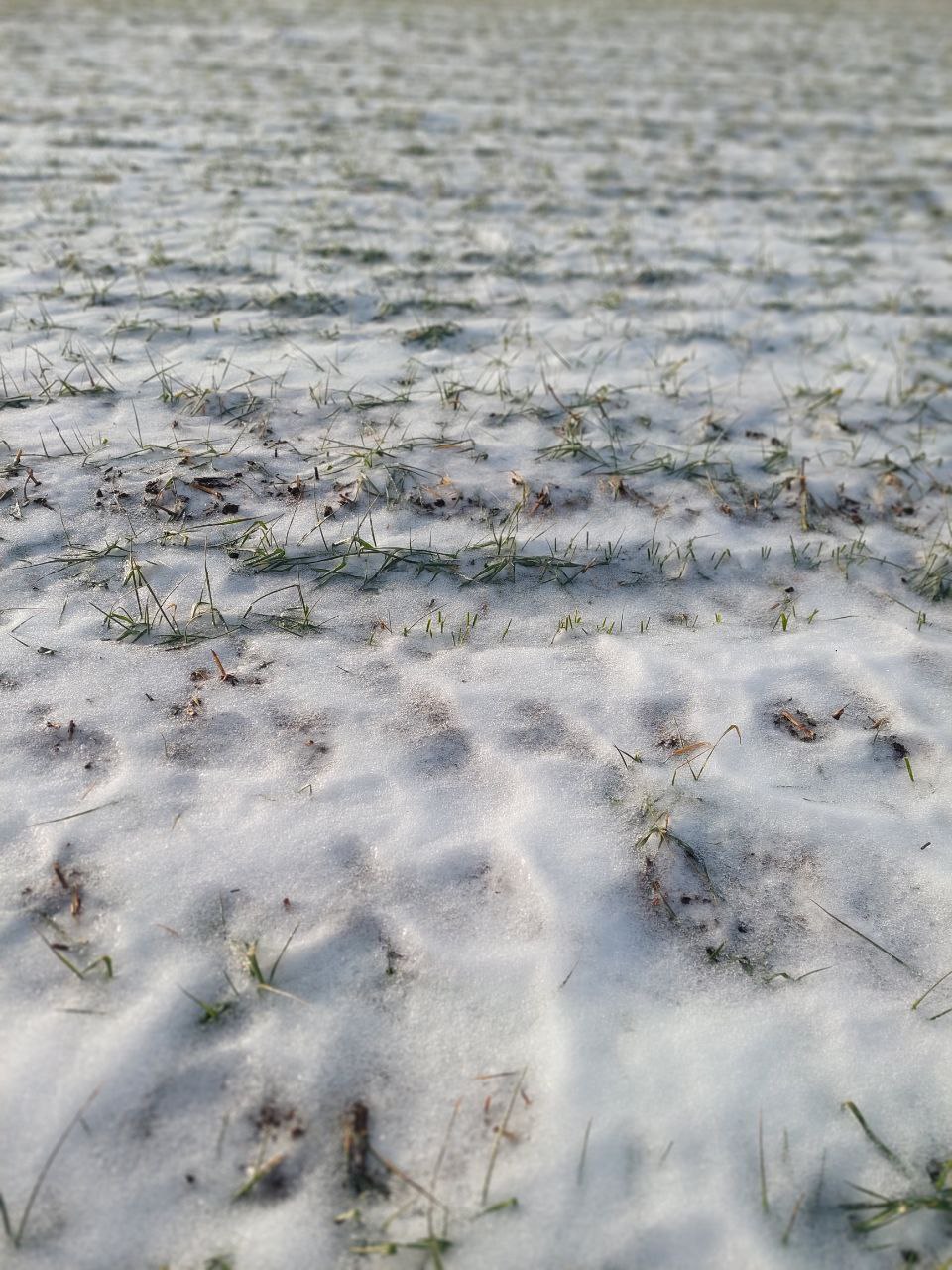 Как чувствуют себя озимые этой зимой?