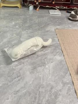 ���� ��������. ���������� � ������ �����